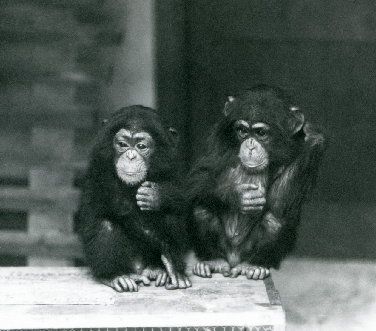 Two young Chimpanzees sitting on a wooden crate, London Zoo, 1924 by Frederick William Bond