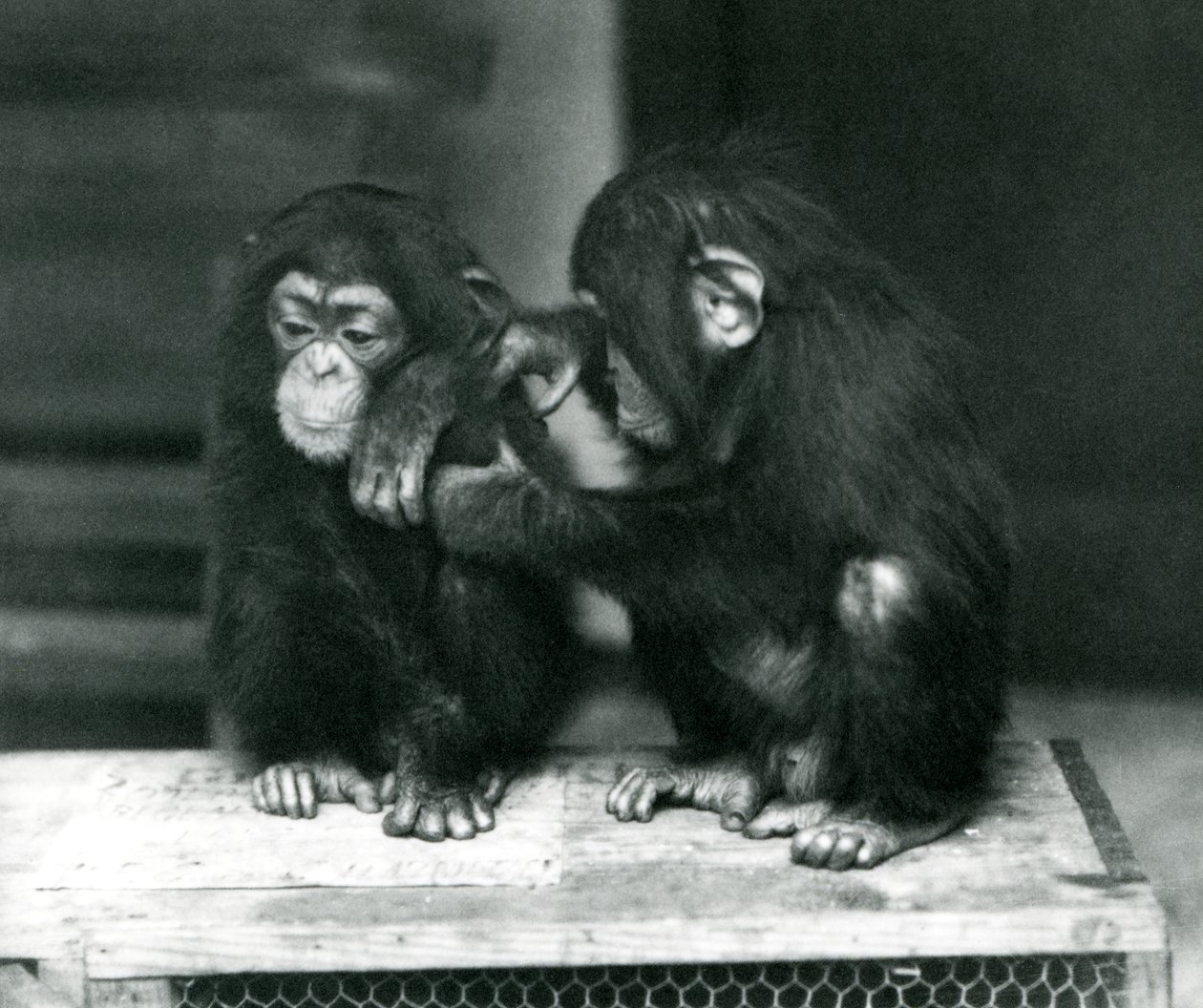Two young Chimpanzees sitting on a wooden crate, London Zoo, 1924 by Frederick William Bond