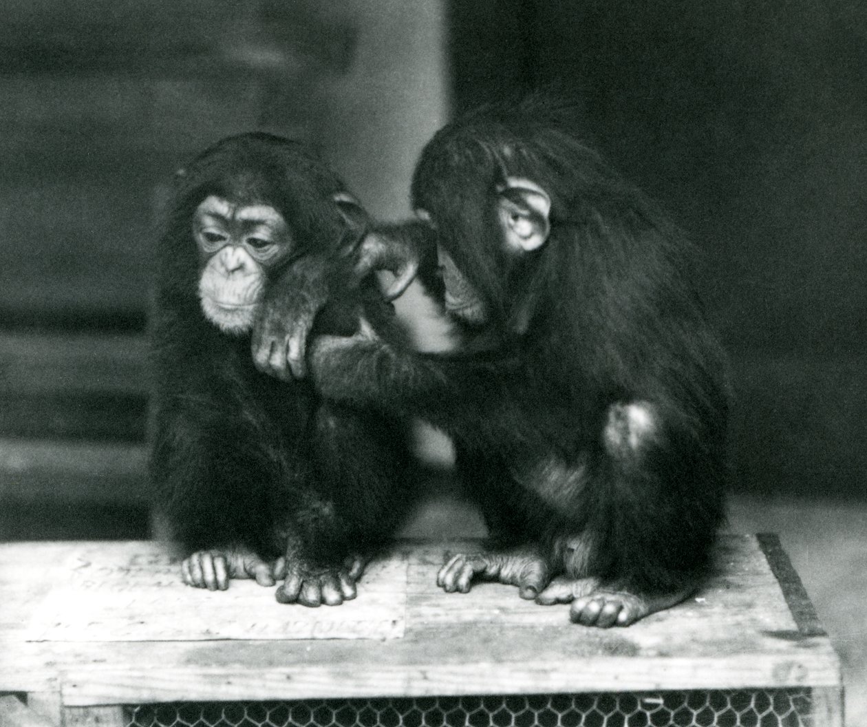 Two Young Chimpanzees Sitting on a Wooden Crate. One Sits Still While the Other Grooms Its Fur, London Zoo by Frederick William Bond