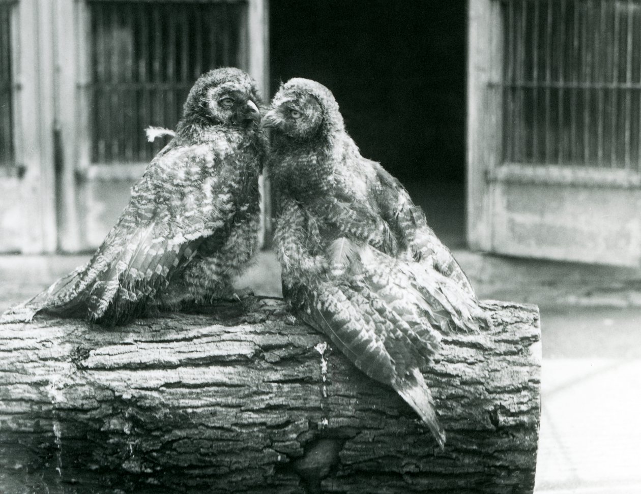 Two young Great Grey Owls, also known as the Lapland or Lapp Owl, facing each other sitting on a log, London Zoo, August 1926 by Frederick William Bond