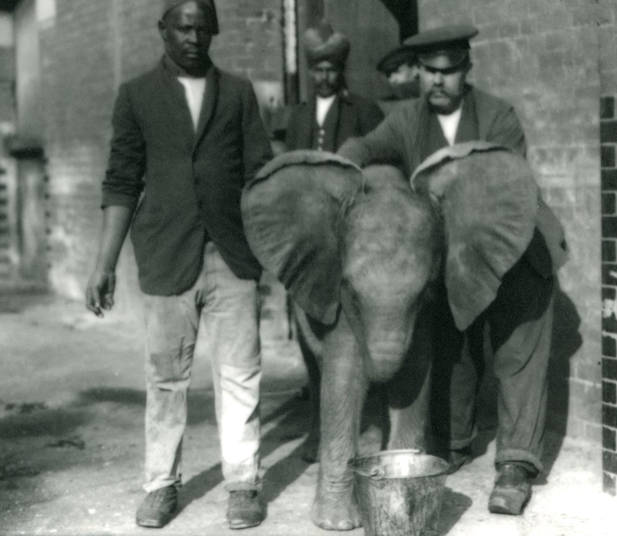 Young African Elephant Kiberenge, drinking from a bucket, with trainers Darish and Syed Ali, and Keeper H. Robertson in 1923 by Frederick William Bond
