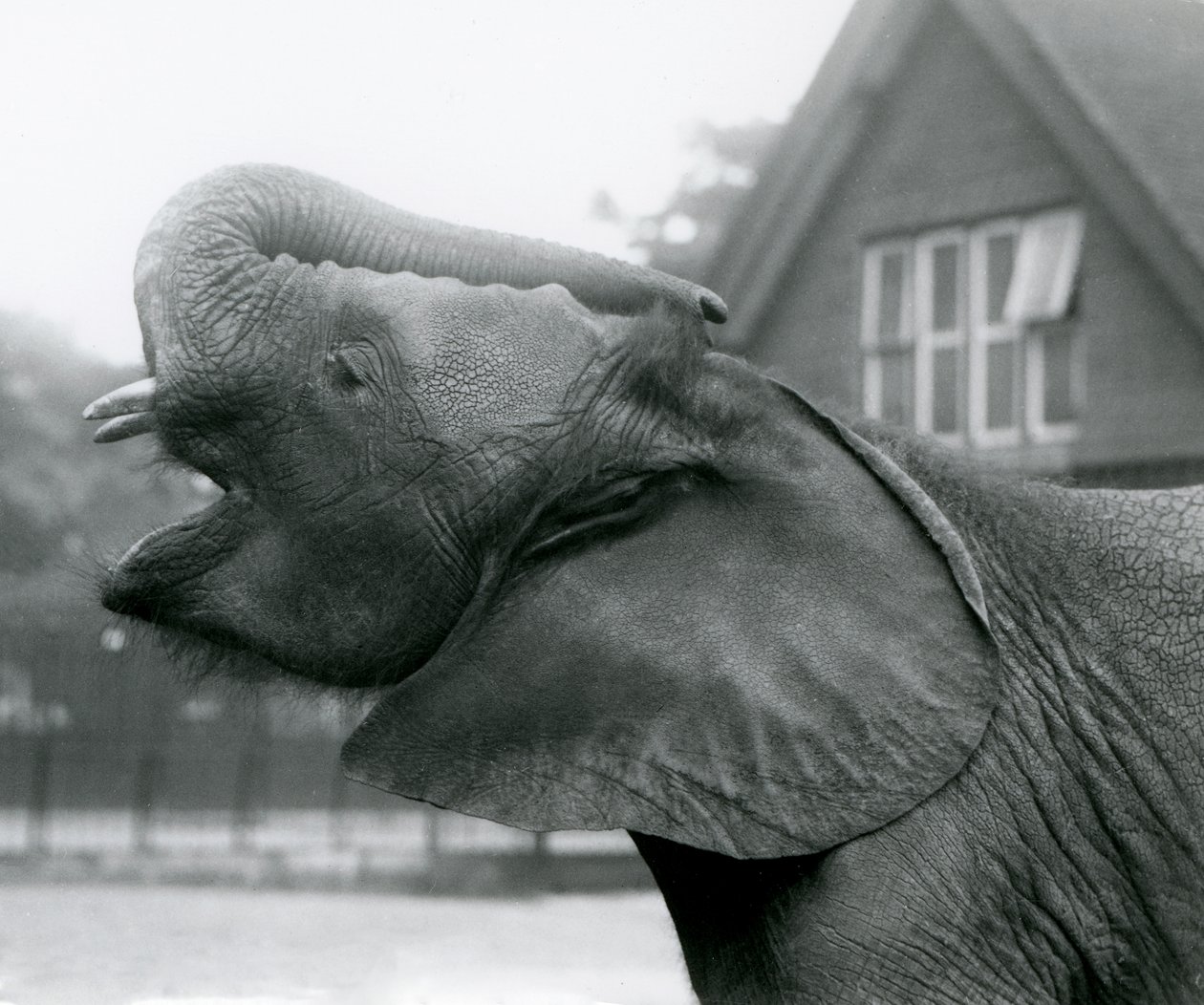Young African Elephant Kiberenge raising his trunk and calling, London Zoo, August 1925 by Frederick William Bond