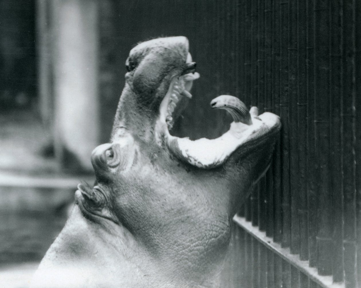 Young Hippopotamus Bobbie at London Zoo by Frederick William Bond