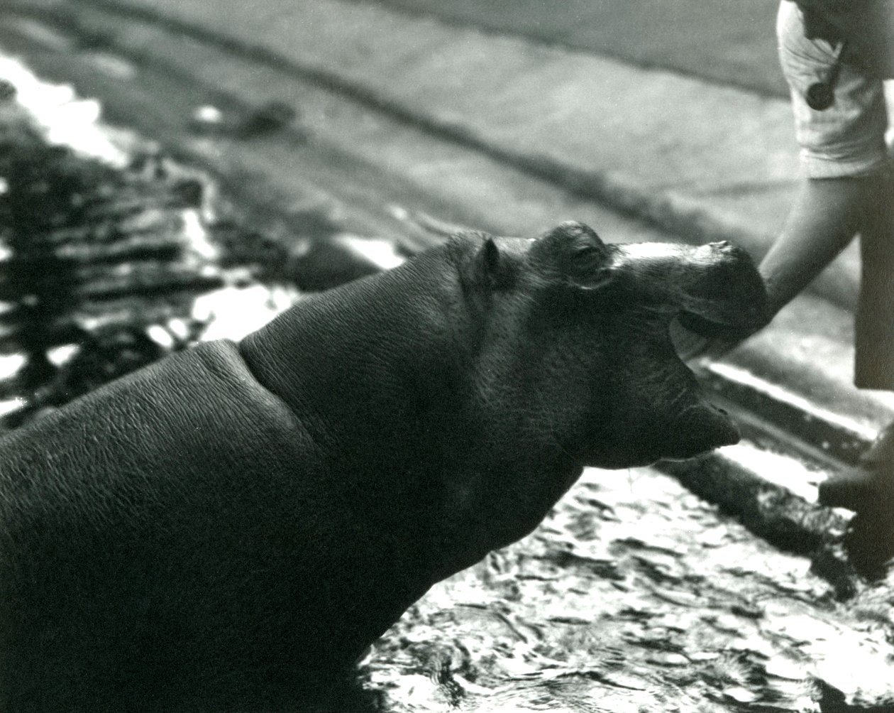 Young Hippopotamus 