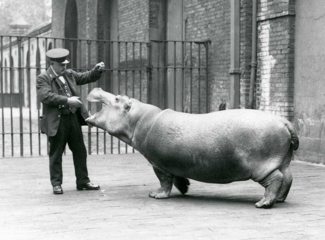 Young Hippopotamus Bobbie with keeper Ernie Bowman, London Zoo, July 1923 by Frederick William Bond