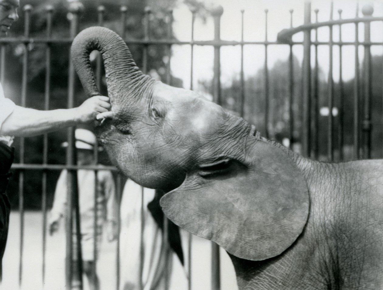 Young female African Pygmy Elephant Oojah being given a treat, London Zoo, July 1925 by Frederick William Bond