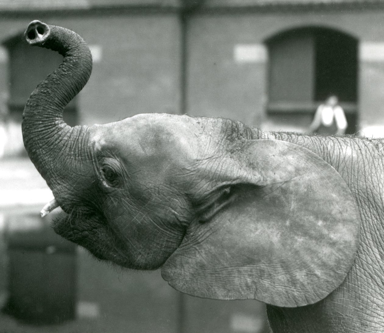 Young female African Pygmy Elephant Oojah raising her trunk at London Zoo, August 1925 by Frederick William Bond