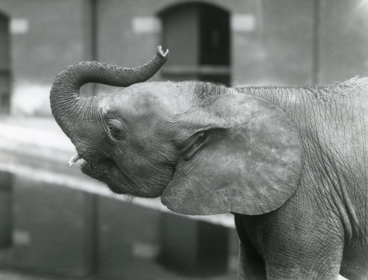 Young female African Pygmy Elephant Oojah raising her trunk at London Zoo, July 1925 by Frederick William Bond