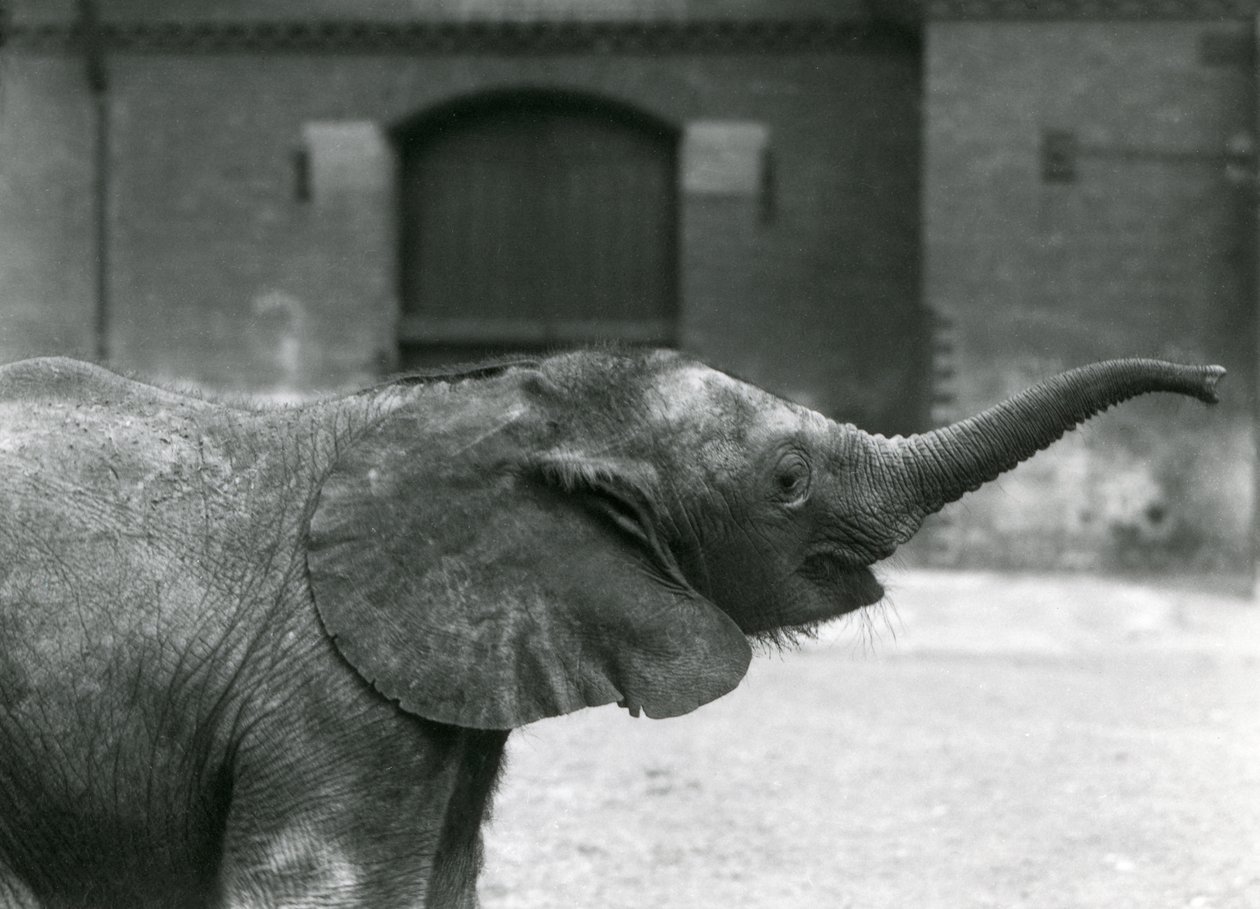 Young female African Pygmy Elephant Oojah raising her trunk for a treat at London Zoo, July 1925 by Frederick William Bond