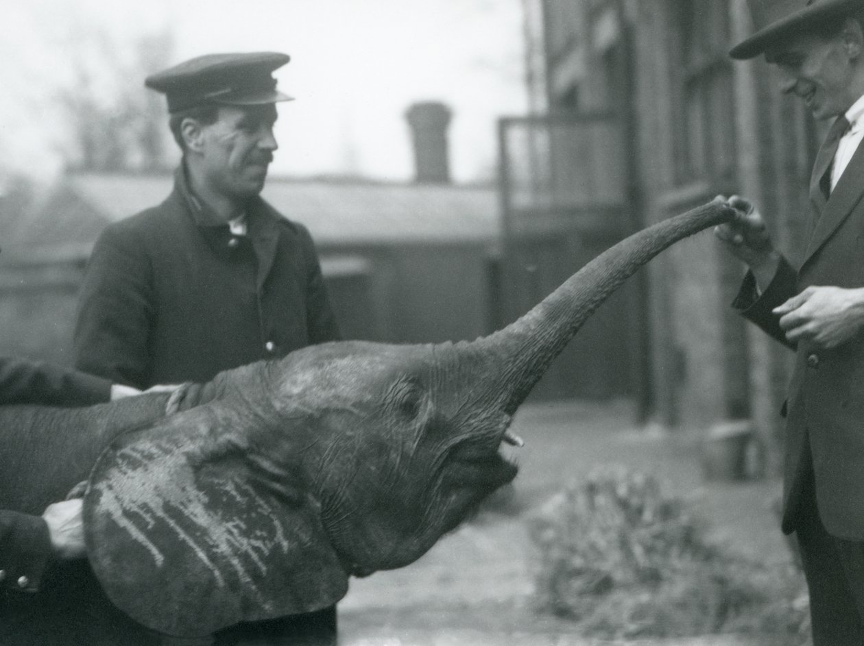 Young female African Pygmy Elephant Oojah raising her trunk for a treat at London Zoo, June 1925 by Frederick William Bond