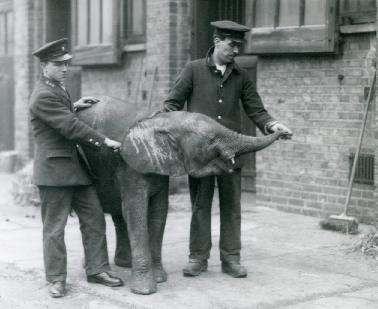 Young female African Pygmy Elephant Oojah raising her trunk for a treat from her keepers at London Zoo, April 1925 by Frederick William Bond