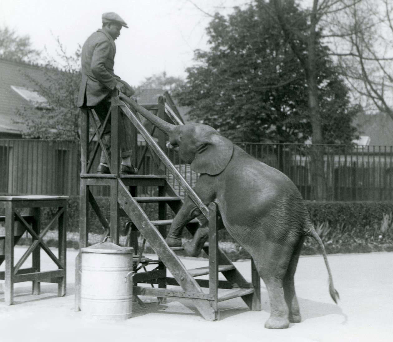 Young female African Pygmy Elephant Oojah with her front feet on the embarkation steps, reaching for her trainer with her trunk, London Zoo, June 1925 by Frederick William Bond