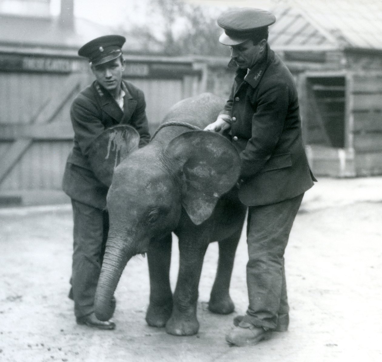 Young female African Pygmy Elephant Oojah with two Keepers at London Zoo in April 1925 by Frederick William Bond