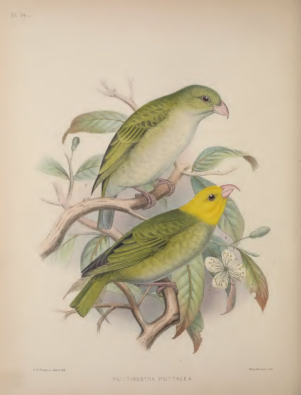 Psittirostra Psittacea, from 