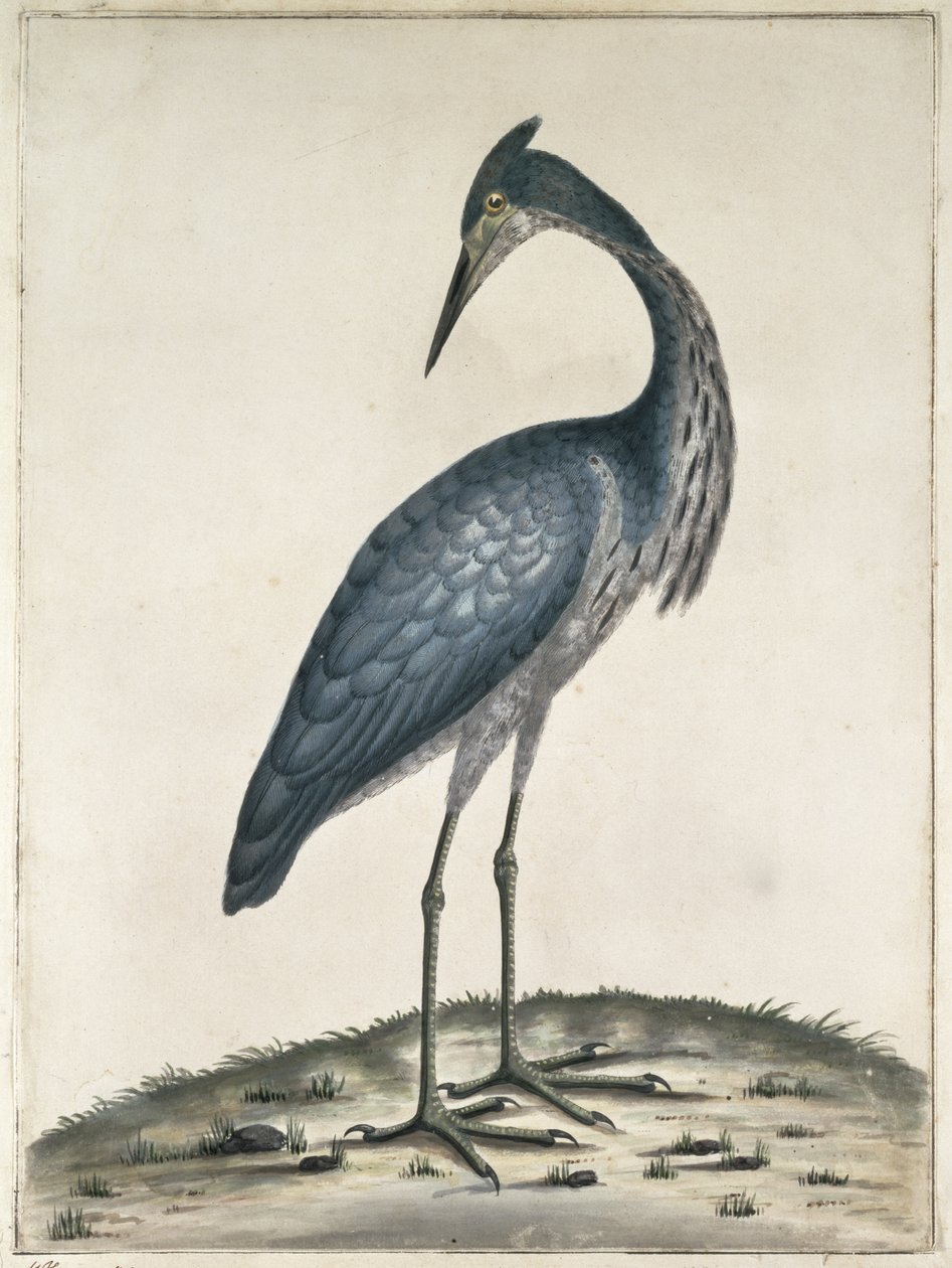 A Heron, 1789 by Frederick William Hayes