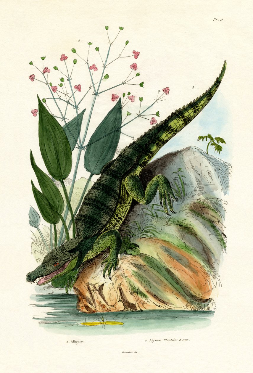Alligator, 1833-39 by French School