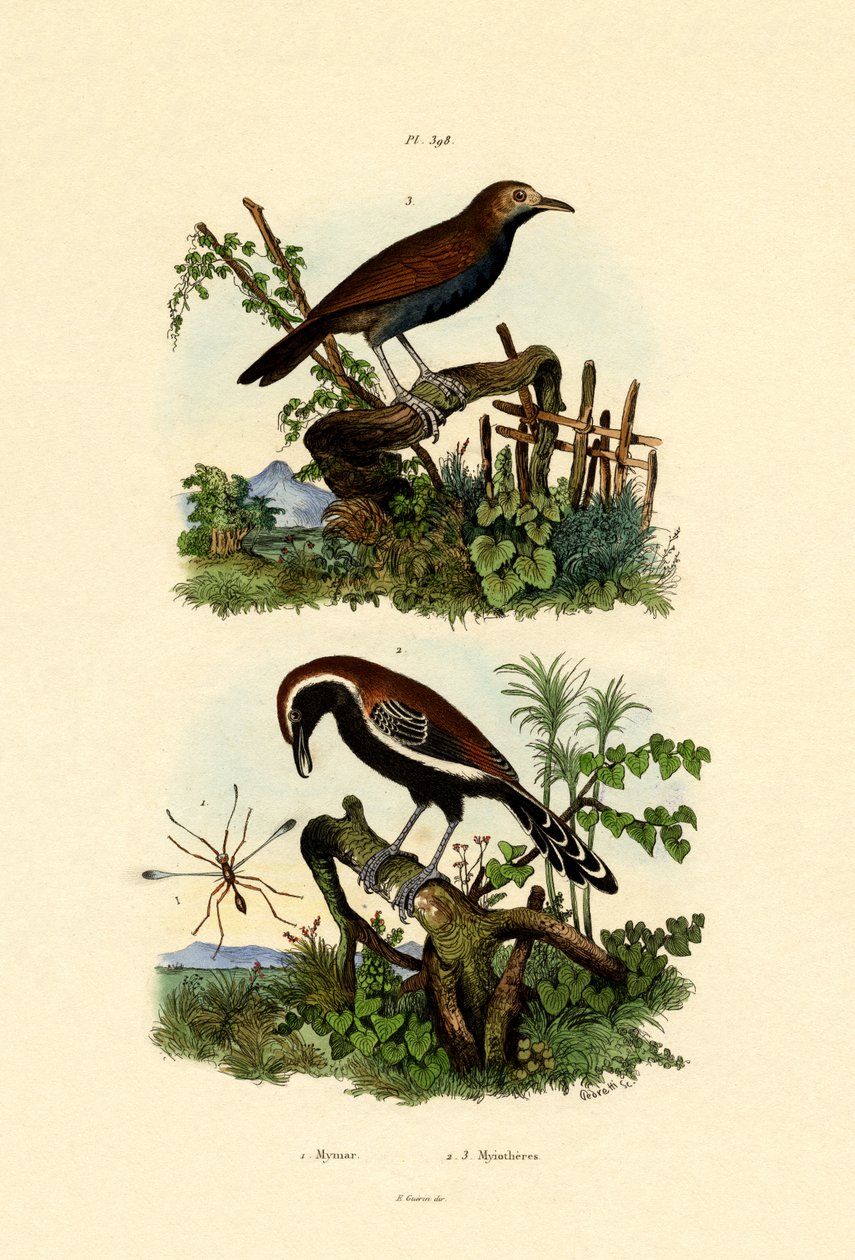 Antbirds by French School