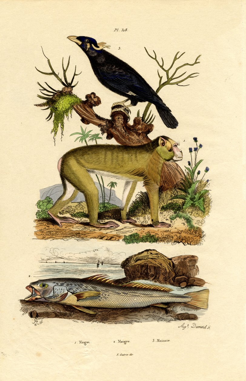 Barbary Ape by French School