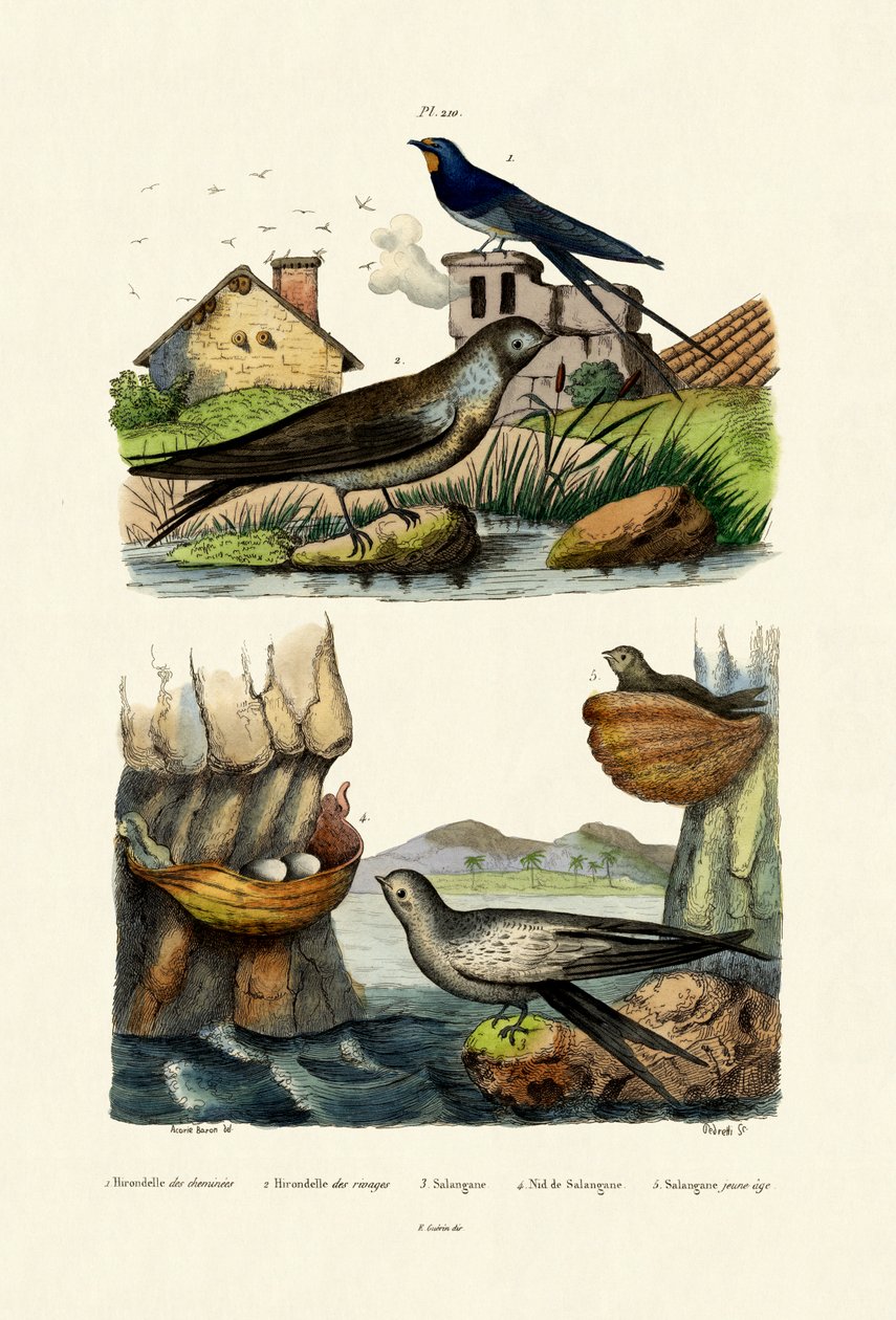 Barn Swallow by French School