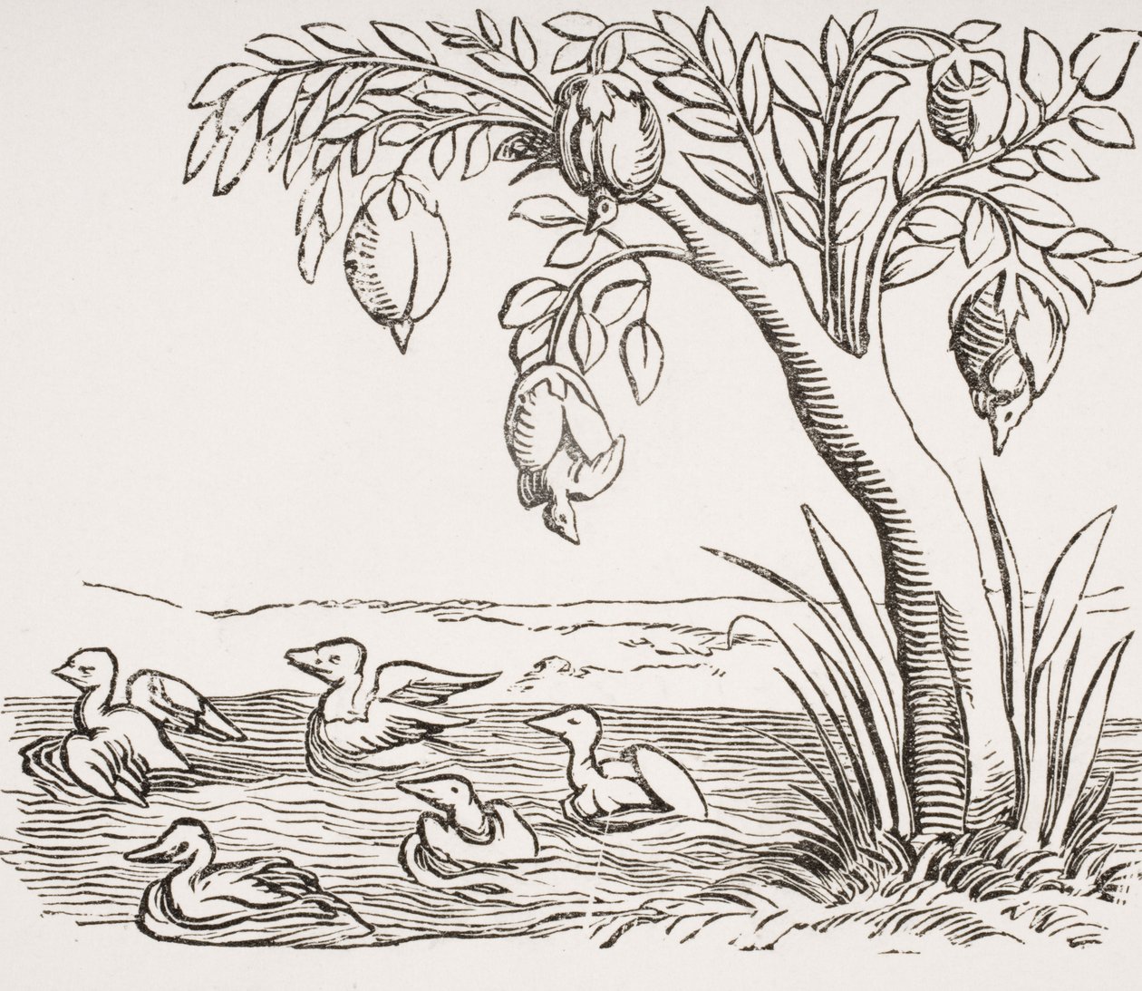 Barnacle Geese, after a woodcut in 