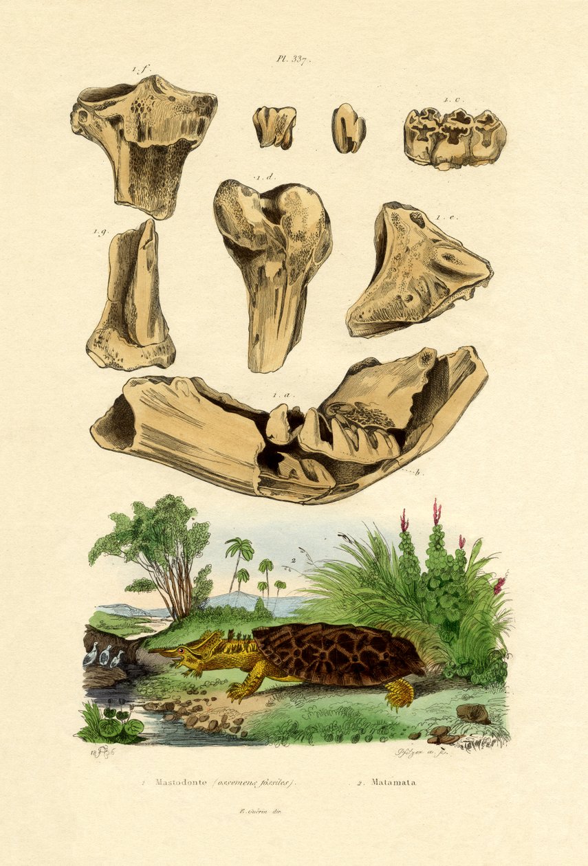 Bone Fossils by French School
