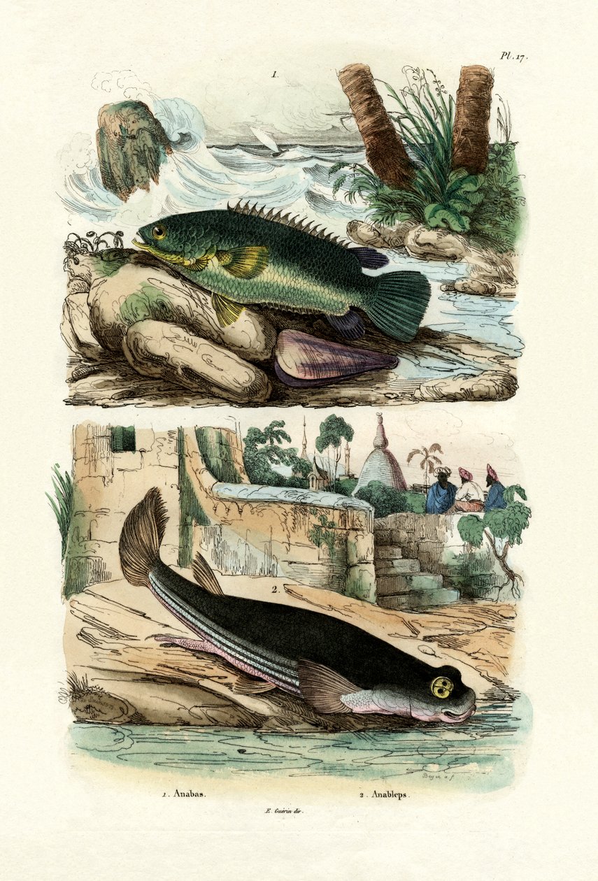 Climbing Perch, 1833-39 by French School