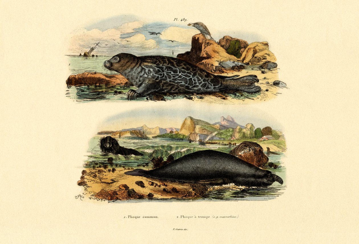 Common Seal by French School