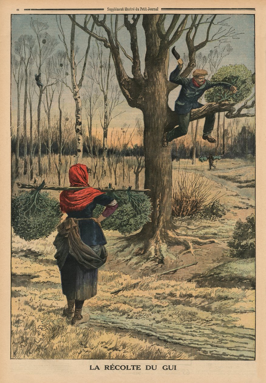 Cutting the mistletoe, back cover illustration from 