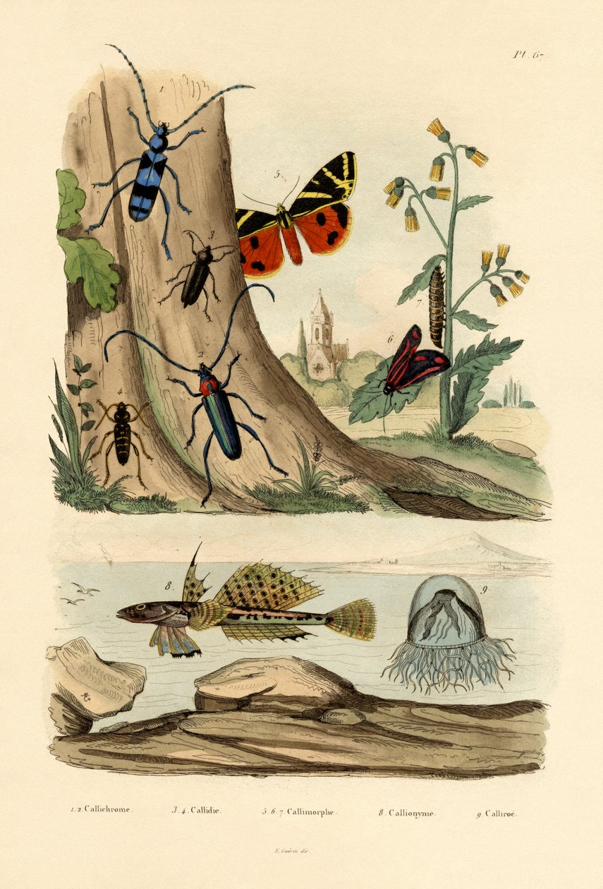 Dew Moth by French School