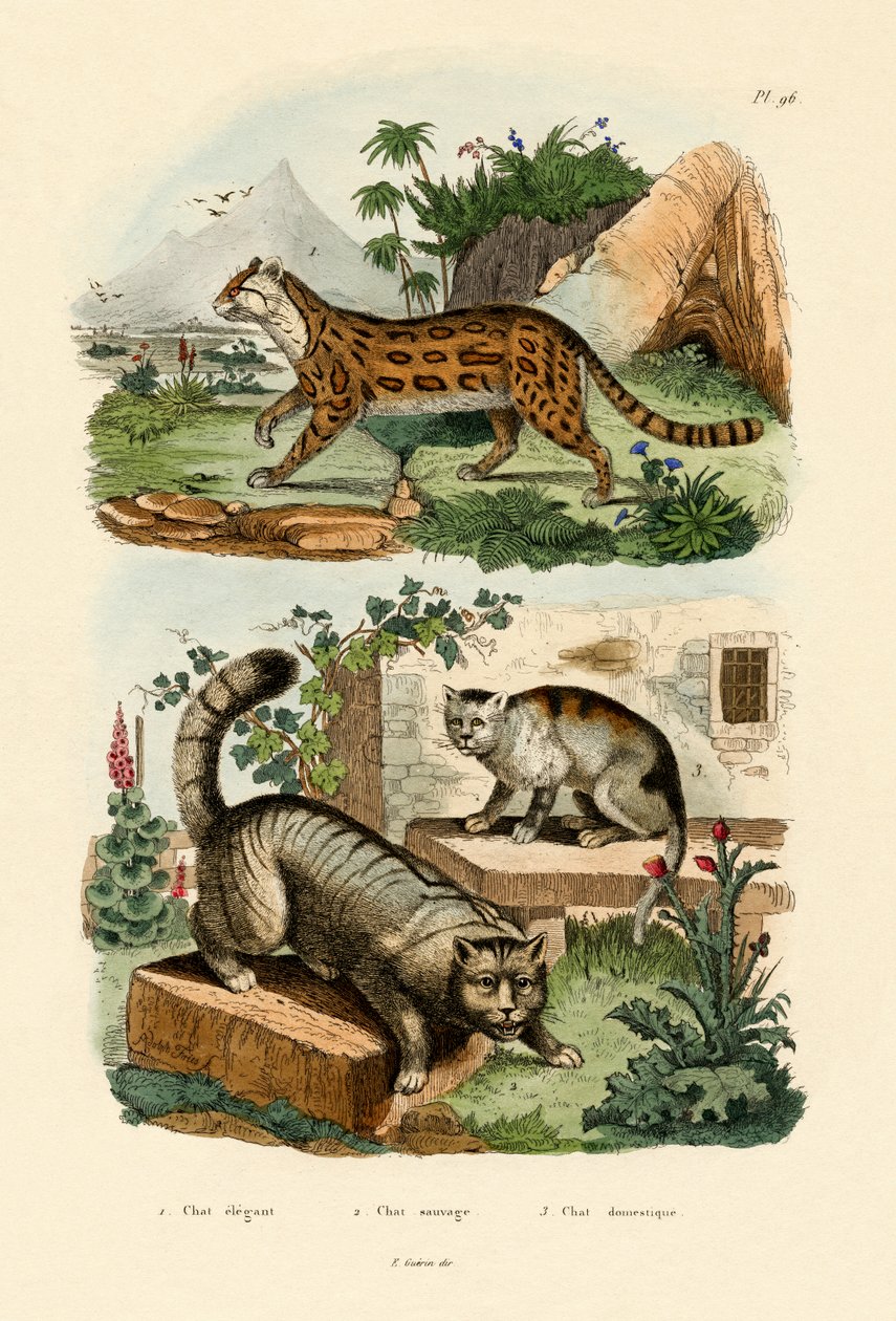 Domestic Cat by French School