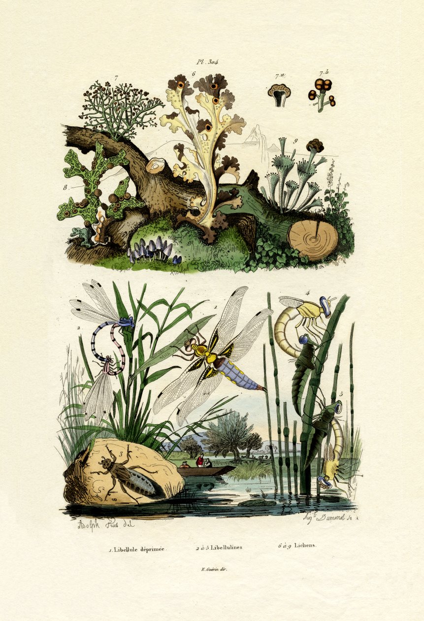 Dragonflies by French School