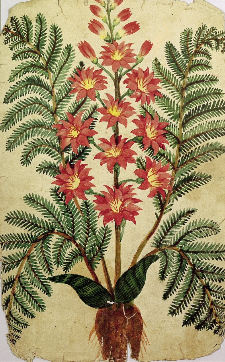 Fern with red and yellow flowers, plate from a seed merchants in Oisans by French School