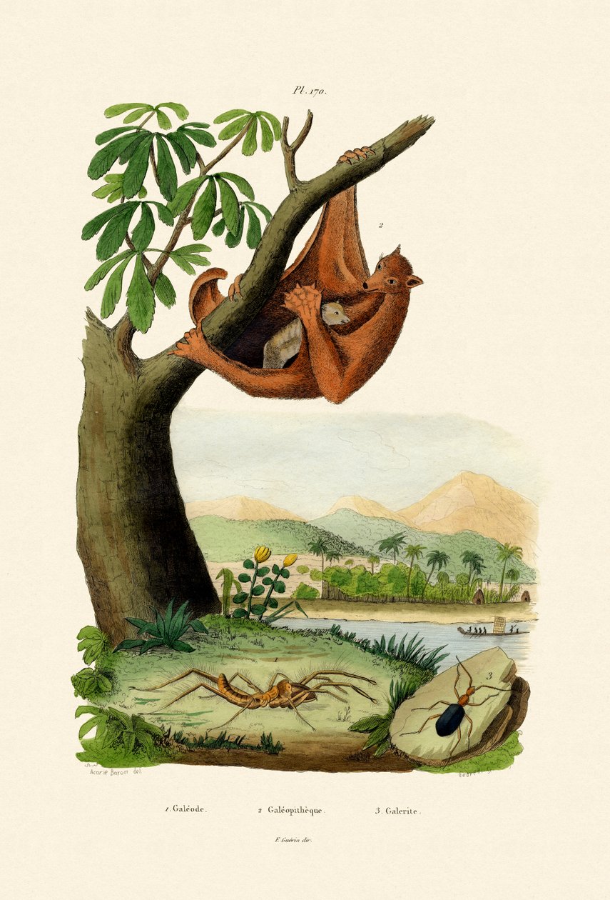 Flying Lemur by French School