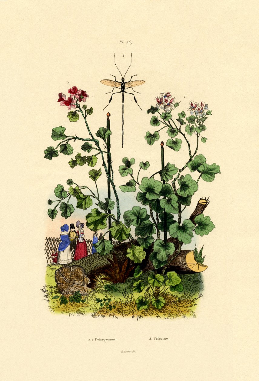 Geranium by French School
