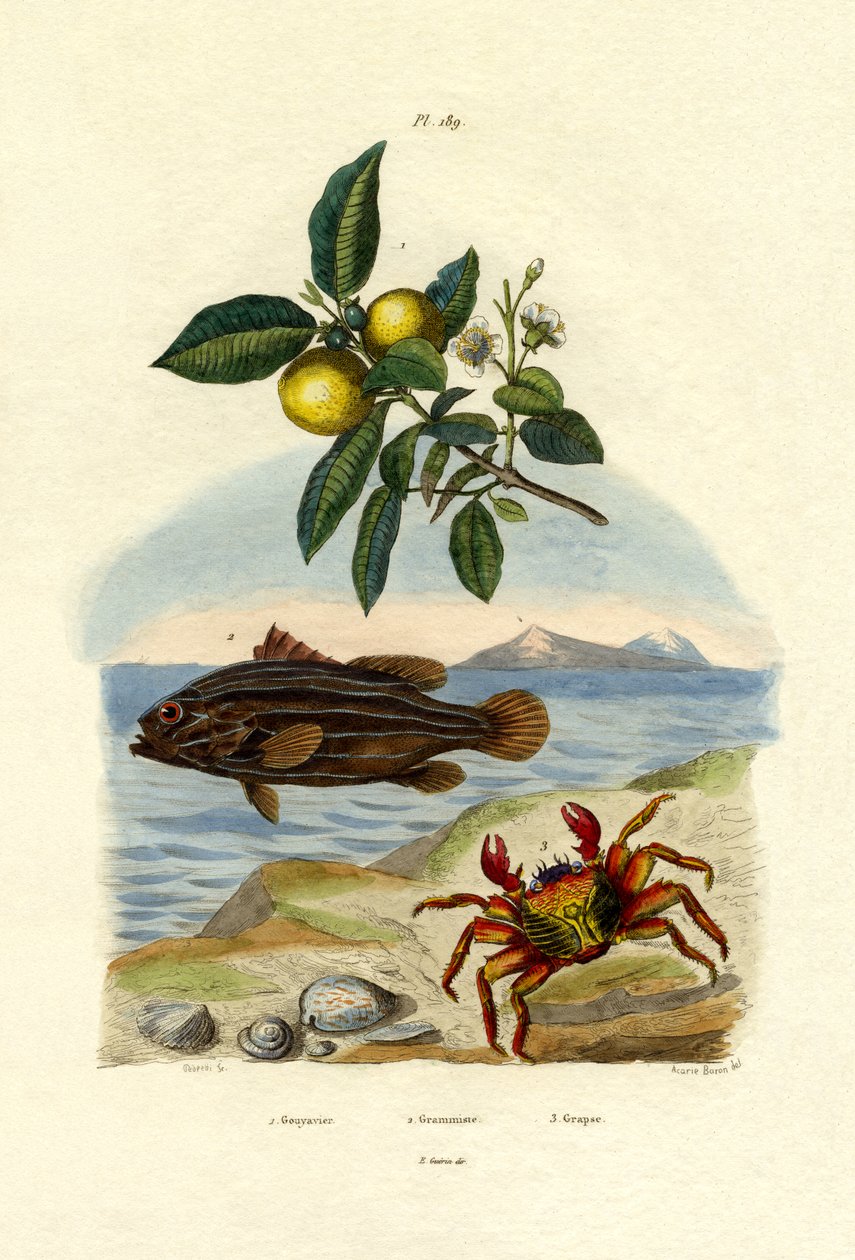 Guava by French School