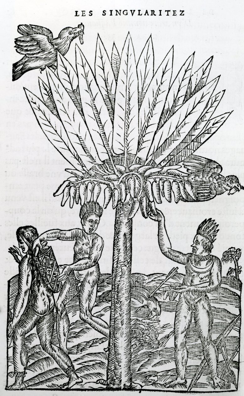 Harvest, from Singularities of France Antarctique, by Andre de Thevet, 1558 by French School