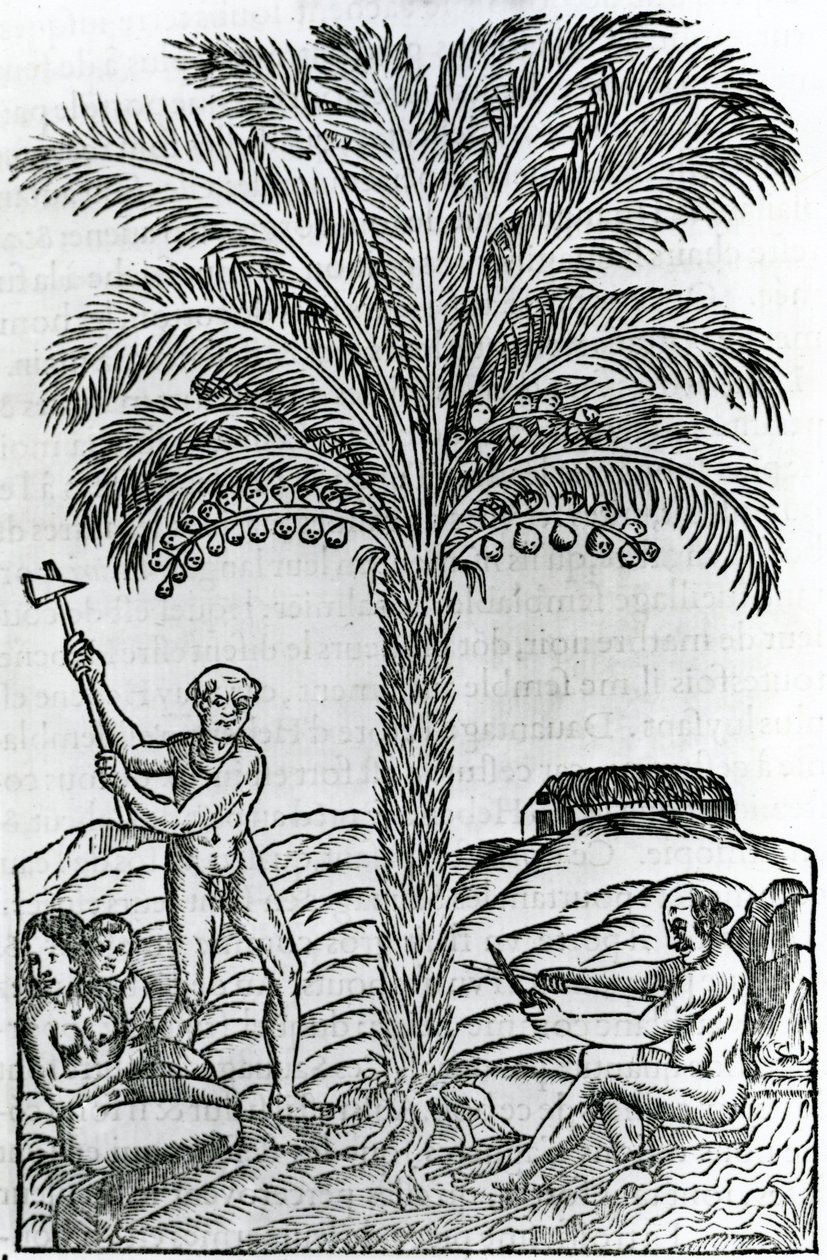 Harvest, from Singularities of France Antarctique, by Andre de Thevet, 1558 by French School