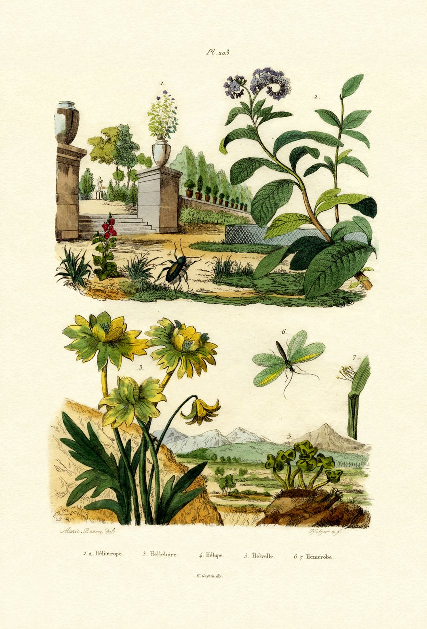 Heliotrope by French School