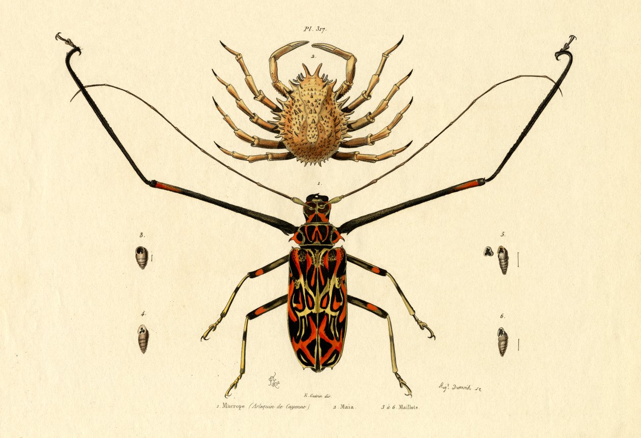Harlequin Beetle by French School