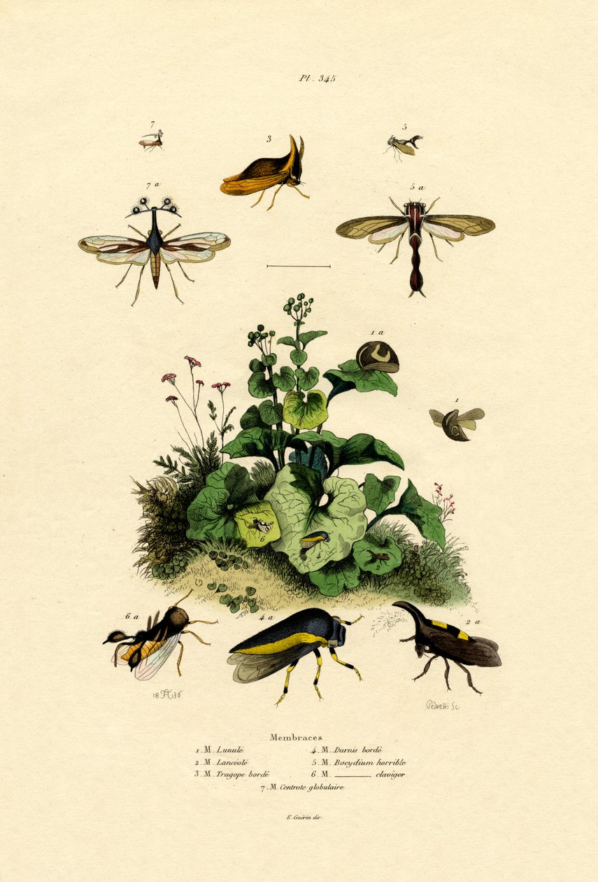Homoptera by French School: Premium art reproduction