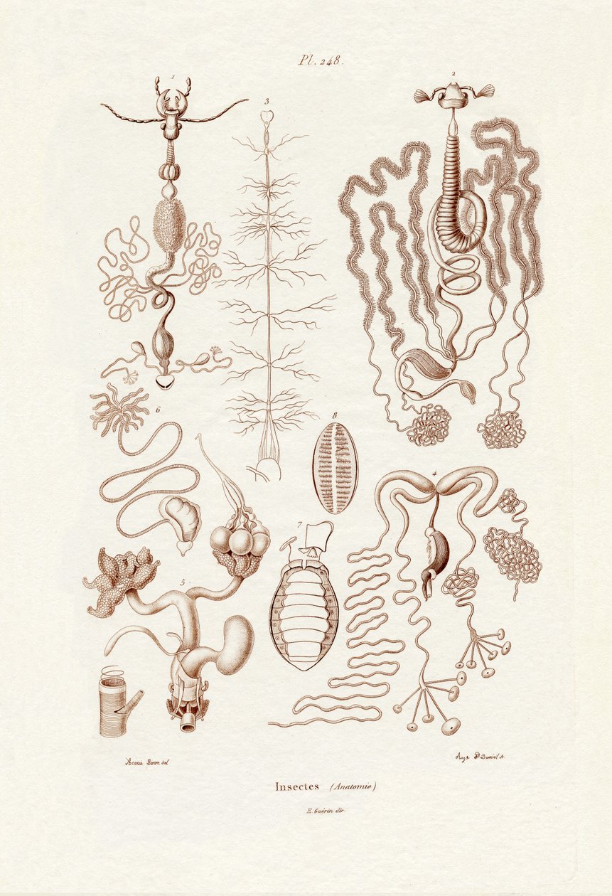 Insects by French School