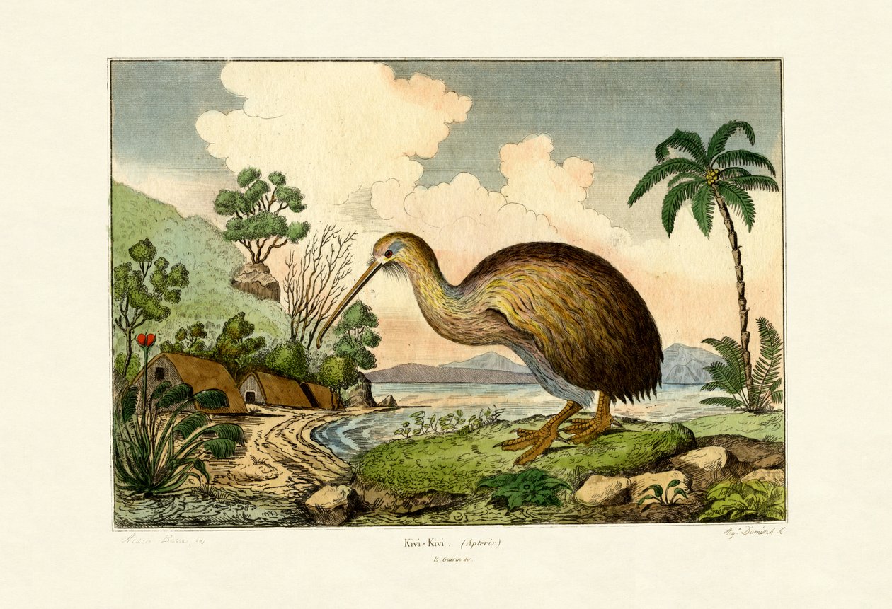 Kiwi by French School