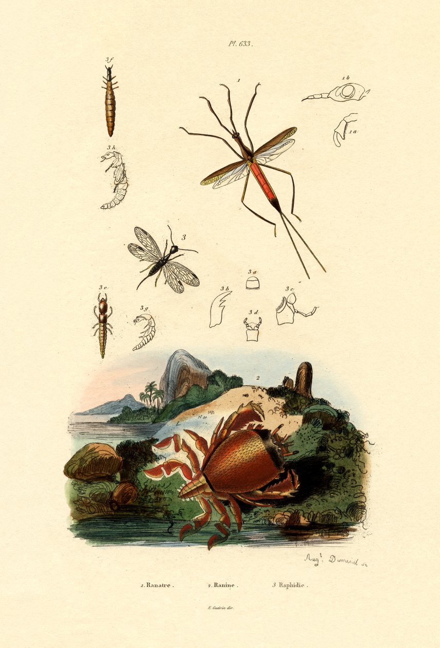 Needle Bug by French School