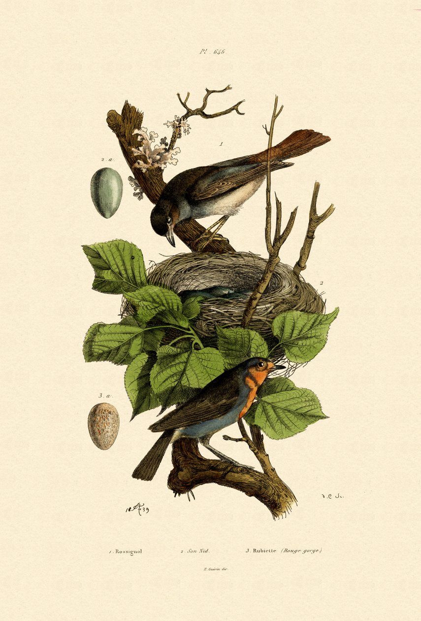 Nightingale by French School