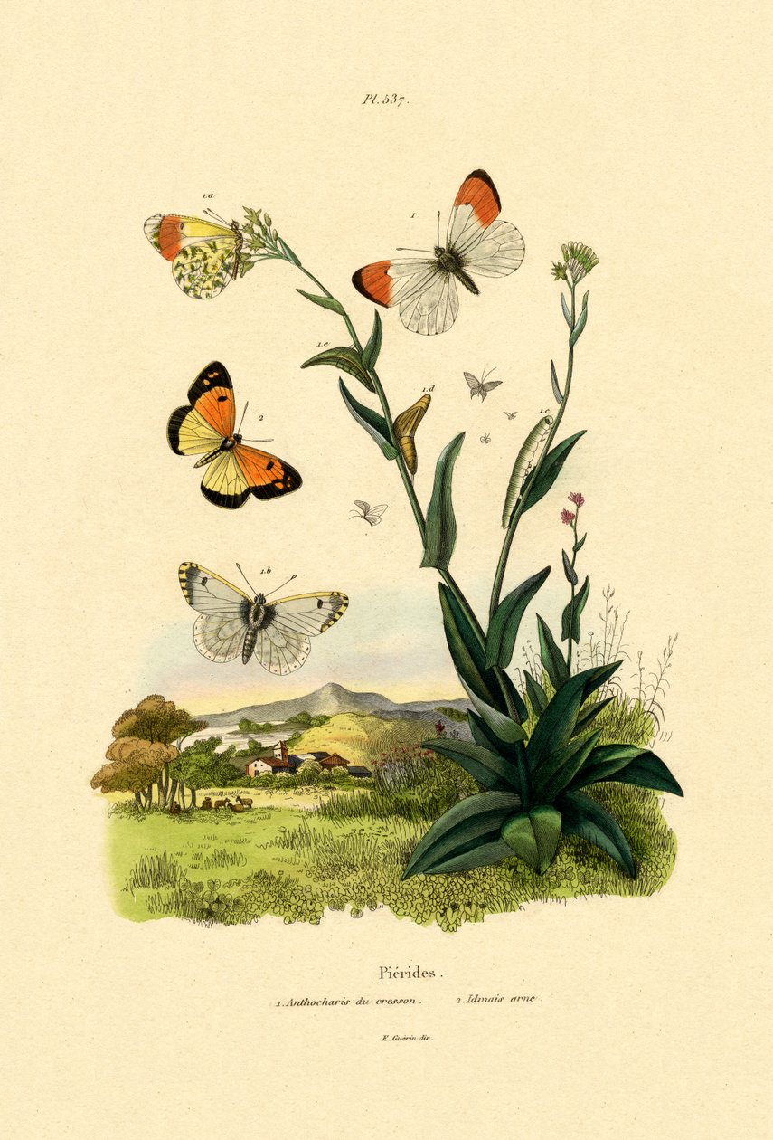 Orange Tip by French School