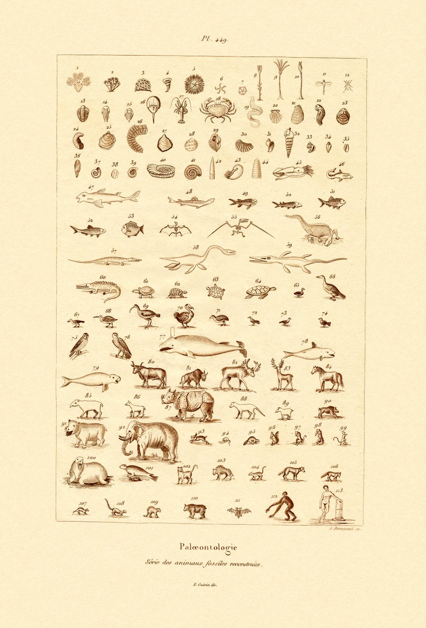 Paleontology by French School
