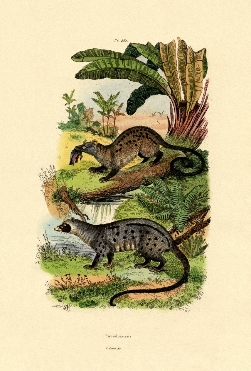 Palm Civets by French School