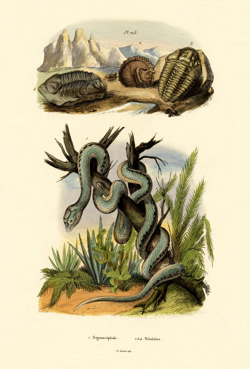 Pit Viper by French School