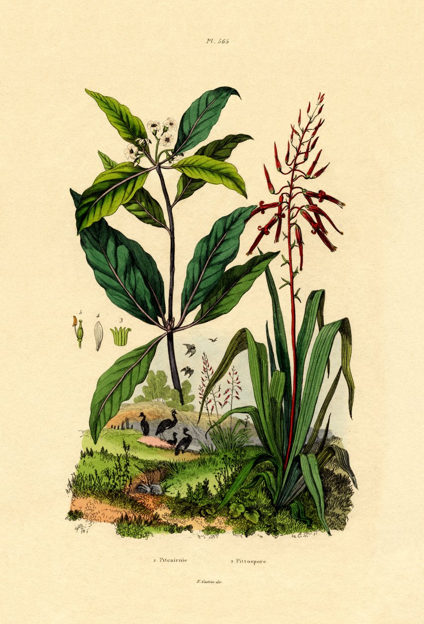 Pittosporum by French School