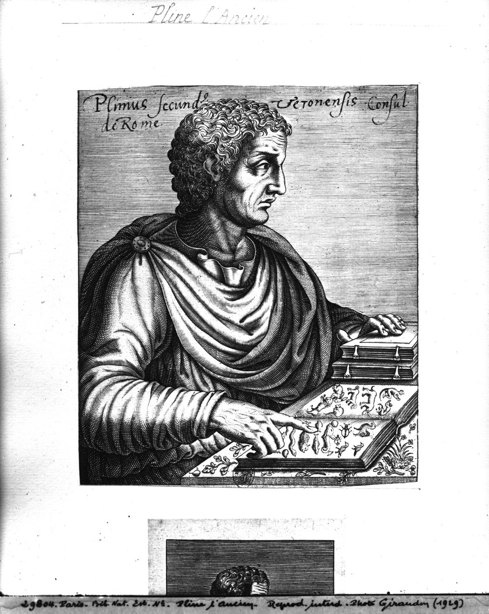 Pliny the Elder by French School